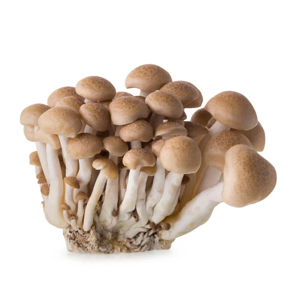 Champignons Shimeji Variétés Brunes Isolées Sur Fond Blanc — Photo