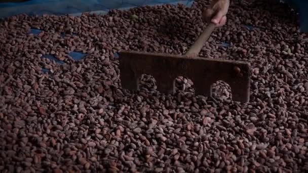 Suché Kakaové Boby Kakaové Boby Přesouvají Hráběmi Dřevěné Podlaze Zblízka — Stock video