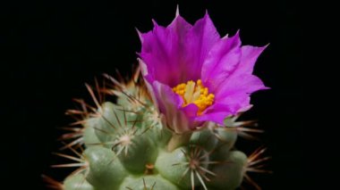 Mammillaria bombycina Kaktüs Çiçeği koyu arkaplanda
