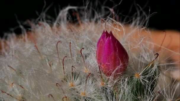 Mammillaria Bocasana Kaktus Blomma Blomma Mörk Bakgrund — Stockvideo