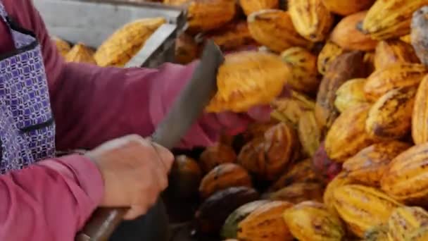 Rauwe Cacaobonen Vers Gesneden Cacaopod Die Cacaozaden Blootleggen Met Een — Stockvideo