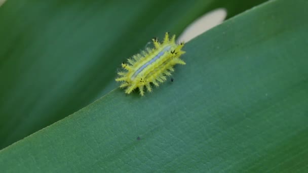 Cute Green Caterpillar Walking Green Leaf — Stock Video