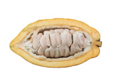 Kakao meyvesi, çiğ kakao fasulyesi, kakao kabuğu. Beyaz arkaplanda kırpma yolu ile izole edilmiş taze kakao meyveleri