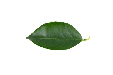 Beyaz arkaplanda yeşil yapraklar izole edilmiş..