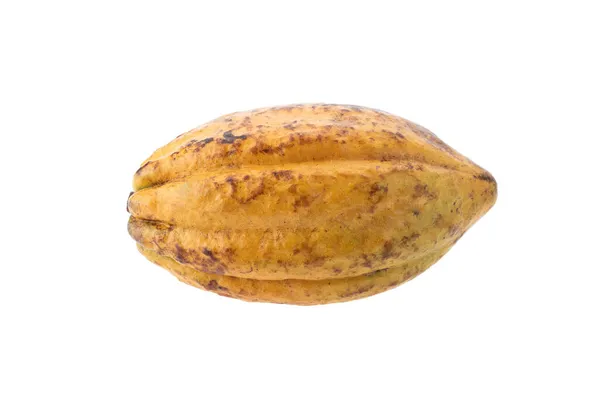 Owoce Kakaowe Surowe Ziarna Kakaowe Kapsułki Kakaowe Świeże Owoce Kakaowca — Zdjęcie stockowe