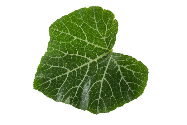 白地に孤立したカボチャの葉 — ストック写真