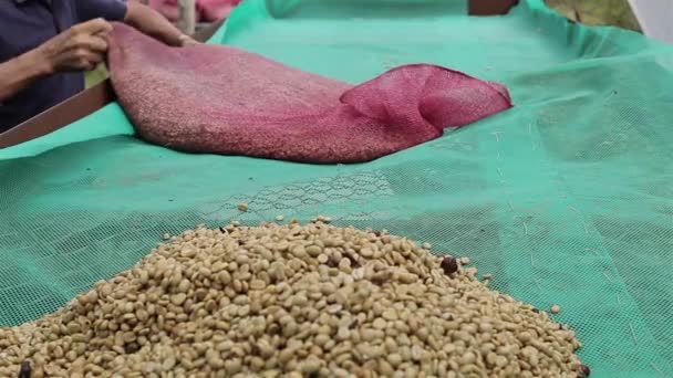 Hands Sifting Drying Coffee Beans Coffee Farmer Coffee Beans Drying — Stock Video