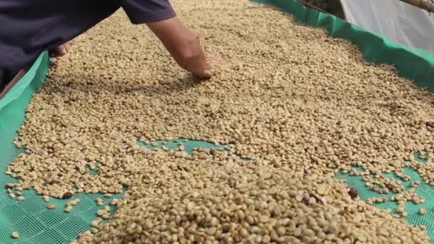 Hands Sifting Drying Coffee Beans Coffee Farmer Coffee Beans Drying — Stock Video