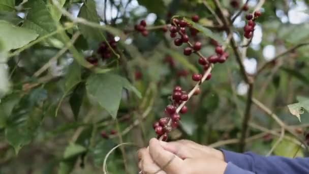 Çiftçisi Kahve Çekirdeği Topluyor Tarımsal Alanda Kahve Topluyor Vişneli Kahve — Stok video