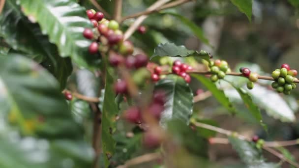 Mano Contadino Raccogliendo Chicco Caffè Nel Processo Caffè Agricoltura Sfondo — Video Stock