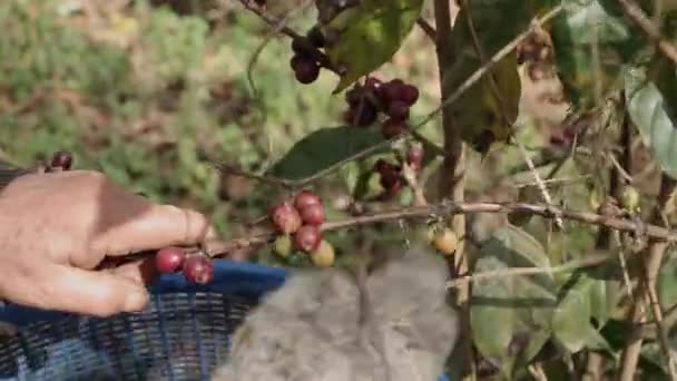 Χέρι Αγρότης Μαζεύοντας Κόκκους Καφέ Στη Διαδικασία Του Καφέ Γεωργικό — Αρχείο Βίντεο