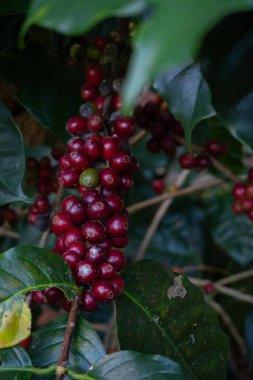 Taze kahve çekirdekleri ağaçta olgunlaşmış, kahve dutları....