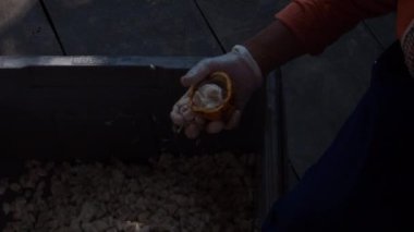 Kapsüllerden taze kakao çekirdeği çıkarıyorum.