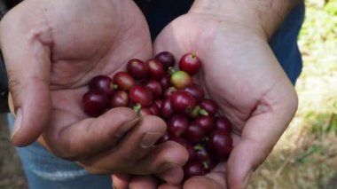 Elinde kırmızı kahve çekirdeği tutan bir adam.