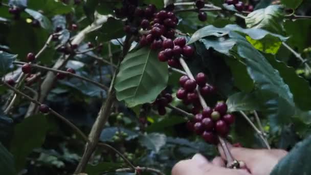 Boeren Die Koffie Oogsten Koffiekers Plukken Van Een Koffieboom — Stockvideo