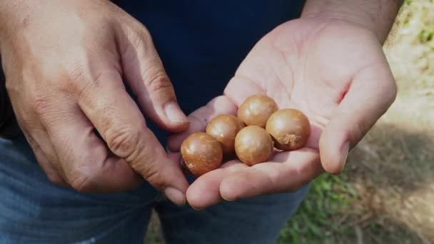 Uomo Mano Tenendo Noce Macadamia Naturale — Video Stock
