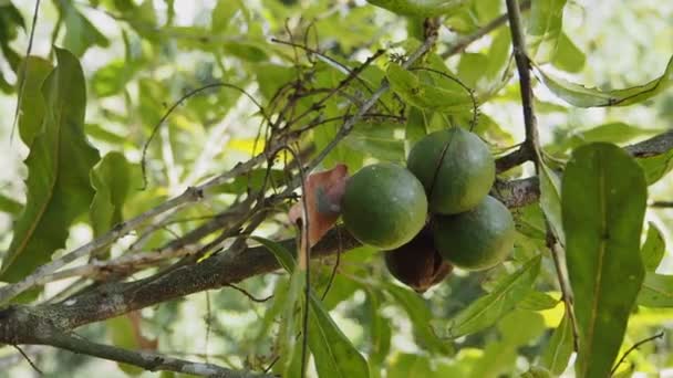 Ακατέργαστα Φιστίκια Macadamia Integrifolia Macadamia Που Κρέμονται Στο Φυτό — Αρχείο Βίντεο