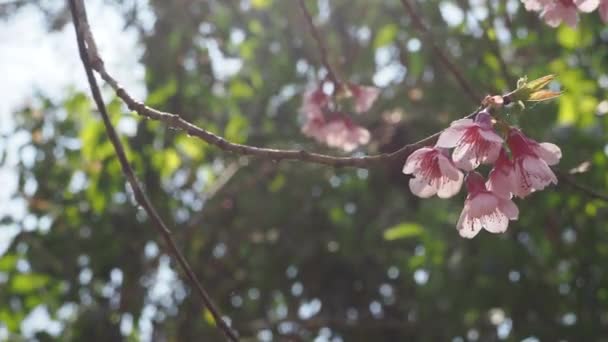 Wild Himalayan Cherry Prunus Cerasoides Chiang Mai Thailand — стокове відео