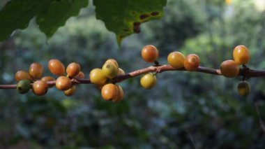 Arabica ve Robusta kahve çekirdekleri organik kahve tarlasında ağaçta olgunlaşıyor.