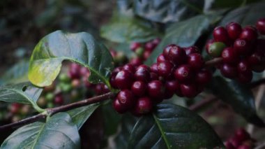 Arabica ve Robusta kahve çekirdekleri organik kahve tarlasında ağaçta olgunlaşıyor.