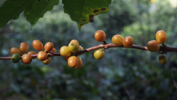 Grãos Café Arabica Robusta Amadurecendo Uma Árvore Uma Plantação Café — Vídeo de Stock