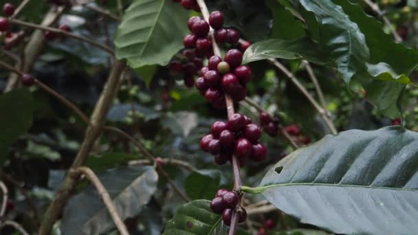 Grãos Café Arabica Robusta Amadurecendo Uma Árvore Uma Plantação Café — Vídeo de Stock