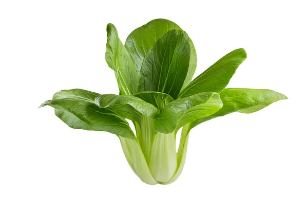 Fresh Green Chinese Cabbage Bok Choy Pok Choi Pak Choi — Stock Photo, Image