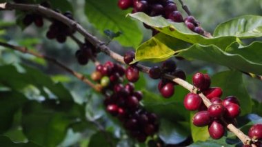 Arabica ve Robusta kahve çekirdekleri organik kahve tarlasında ağaçta olgunlaşıyor.