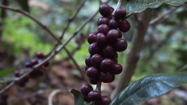 Arabica Και Robusta Κόκκους Καφέ Ωριμάζουν Ένα Δέντρο Φυτεία Βιολογικού — Αρχείο Βίντεο