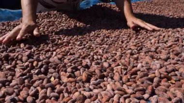 Cocoa beans are harvested by farmers and dried in the sun