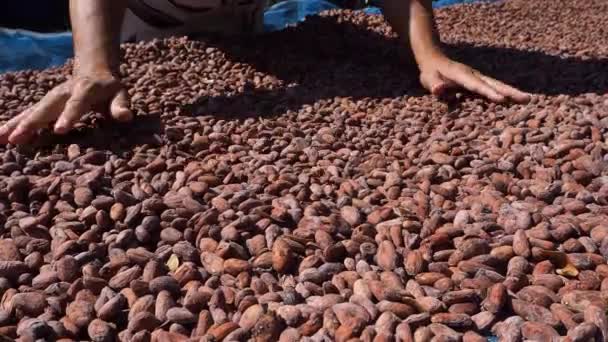 Los Granos Cacao Son Cosechados Por Los Agricultores Secan Sol — Vídeo de stock
