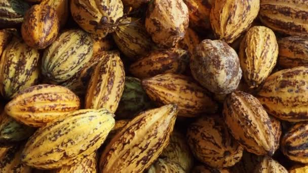 Φρέσκο Κουκούλι Κακάο Κομμένα Εκθέτοντας Σπόρους Κακάο Ένα Φυτό Κακάο — Αρχείο Βίντεο