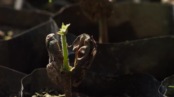 Kakaové Stromy Farmě Rostou Nové — Stock video