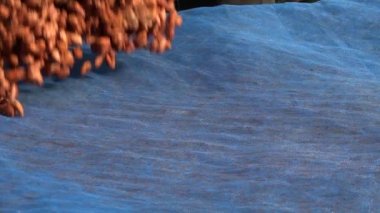 Kuru kakao fasulyesi kakao çekirdekleri ahşap zeminde tırmıkla taşınıyor. Yavaş çekimde yakın çekim.