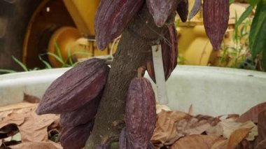 The cocoa tree with fruits, Cocoa-pods grow on the tree
