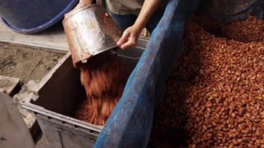 Kakao fasulyeleri mayalandıktan sonra kurutma platformunda kurutulur..