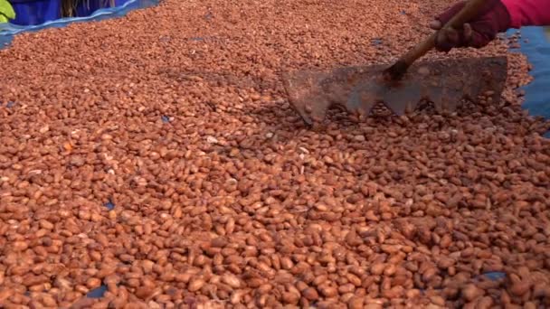 Fèves Cacao Sèches Fèves Cacao Étant Déplacé Avec Râteau Dans — Video