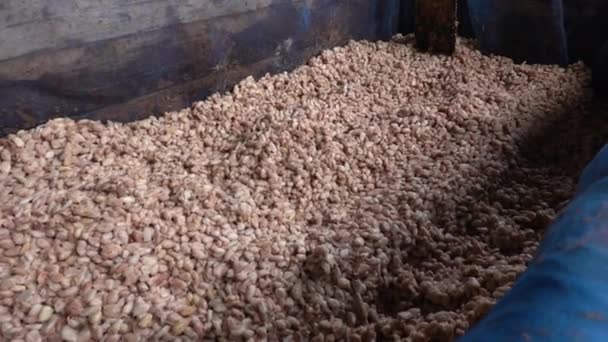 Biji Kakao Segar Difermentasi Dengan Ragi Sebelum Mengering Bawah Sinar — Stok Video