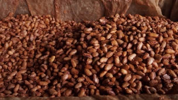 新鲜可可豆在晒干之前先用酵母发酵 — 图库视频影像