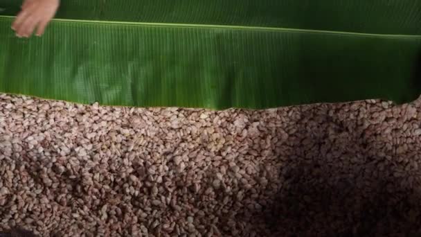 Taze Kakao Çekirdekleri Güneşte Kurumadan Önce Mayayla Mayalanır — Stok video