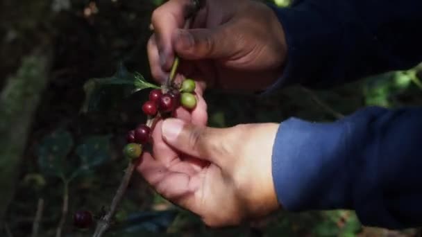 Coltivatore Caffè Raccogliendo Fagioli Ciliegia Maturi — Video Stock