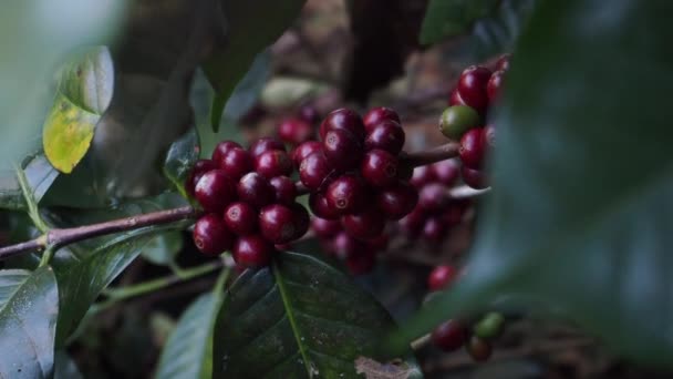 有機コーヒー農園の木の上で熟すアラビカコーヒーチェリー — ストック動画