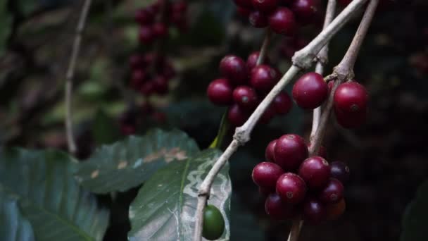 有機コーヒー農園の木の上で熟すアラビカコーヒーチェリー — ストック動画