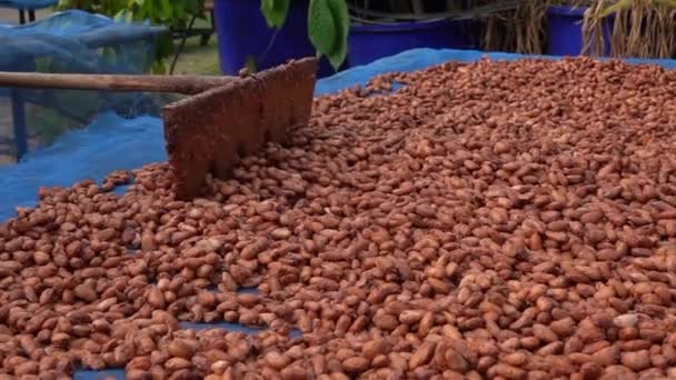 Boabele Cacao Sunt Uscate Platformă Uscare După Fost Fermentate — Videoclip de stoc