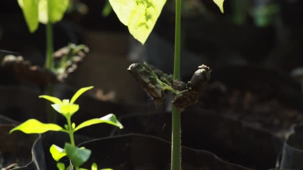 Δέντρα Κακάο Μεγαλώνουν Νέα Στο Αγρόκτημα — Αρχείο Βίντεο