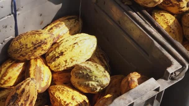 Gousse Cacao Frais Coupé Exposant Les Graines Cacao — Video