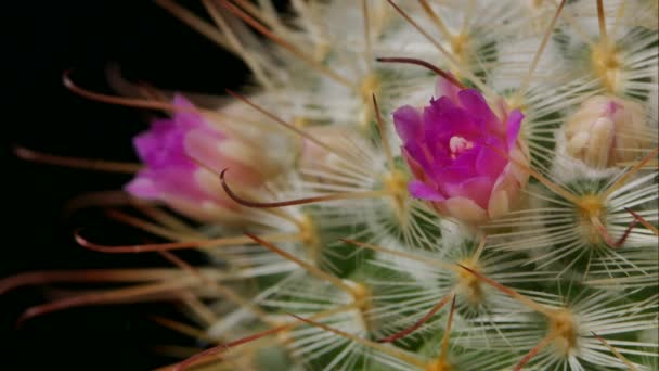 Mammillaria Bocasana Kaktus Květ Květ Tmavém Pozadí — Stock video