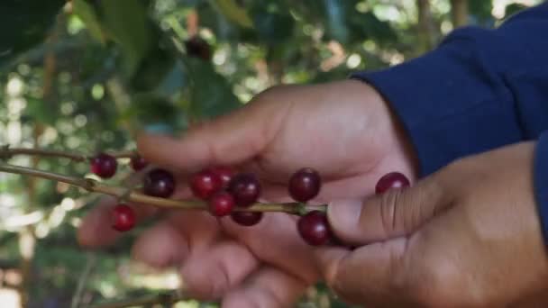 Agricultor Café Colhendo Grãos Cereja Maduros — Vídeo de Stock