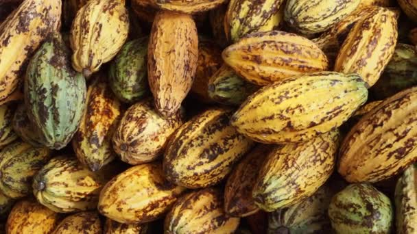 Taze Kakao Kabuğu Kakao Tohumlarını Açığa Çıkarıyor — Stok video