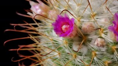 Mammillaria Bocasana Kaktüs Çiçeği Koyu arkaplanda.